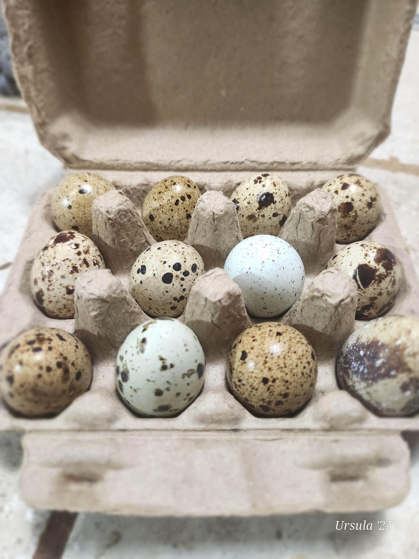 Habanero, Rough Cut Artisanal Sourdough Pasta, made with quail eggs