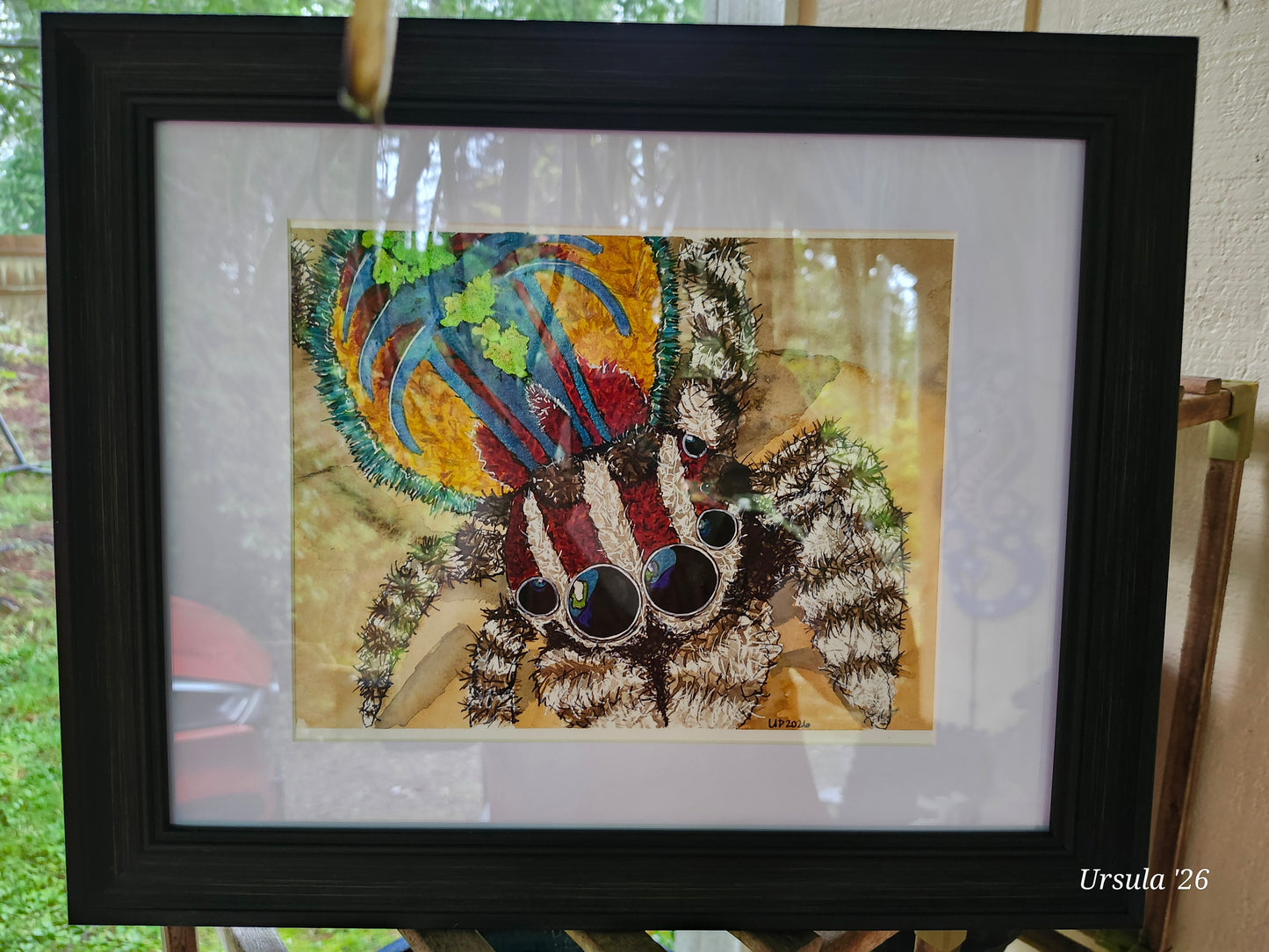 Peacock Jumping Spider Original Watercolor, (8x10 Print)