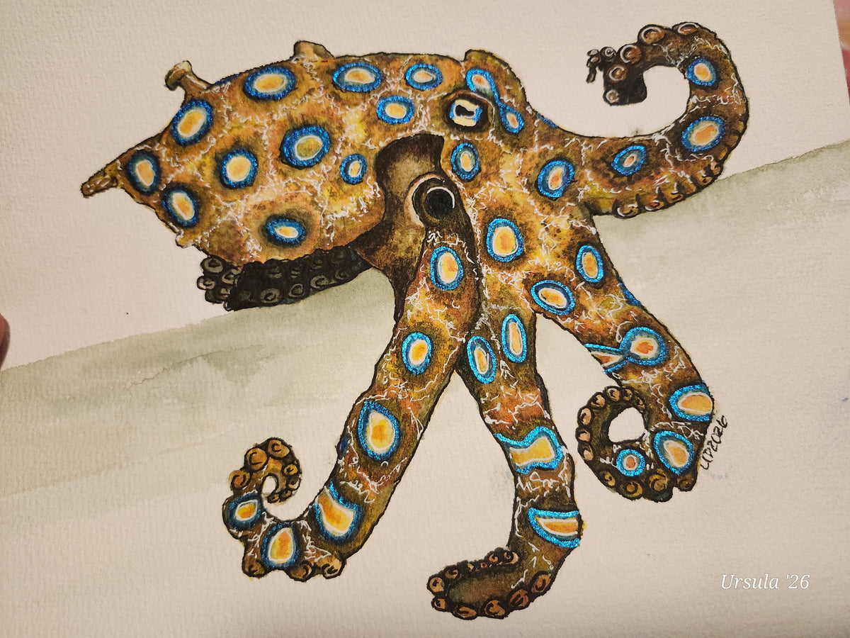 Blue Ring Octopus, Original watercolor (8x10 print)