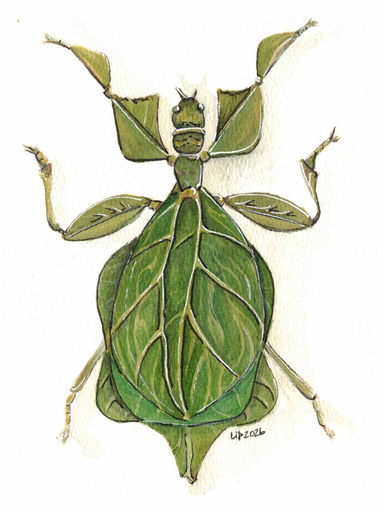 Leaf Bug Original watercolor (8x10 print)