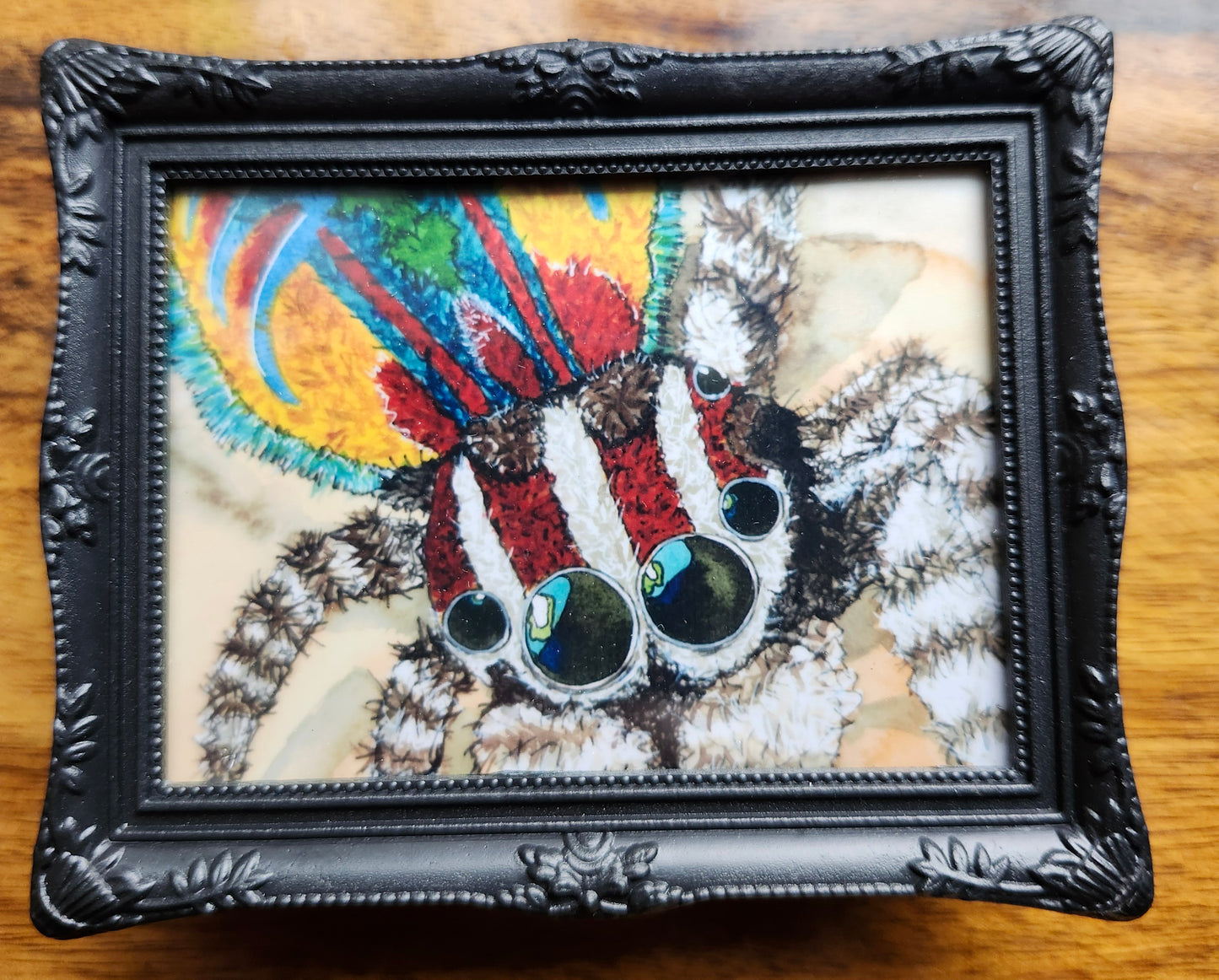 Spider Mini Framed Magnet pack, Set of 4 Original Watercolor Prints