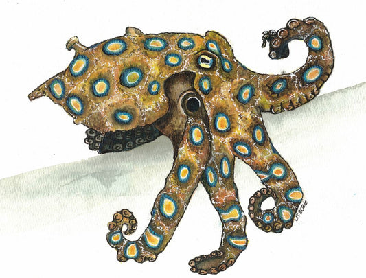 Blue Ring Octopus, Original watercolor (8x10 print)