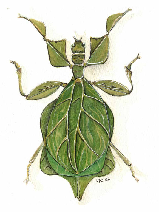 Leaf Bug  Original watercolor (8x10 print)