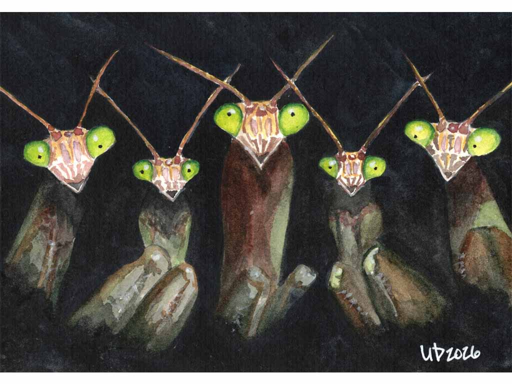 Mantis Rave Greeting Card pack, Original Watercolor (4-4x6 cards with envelopes)