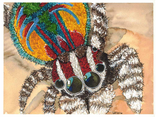 Peacock Jumping Spider Original Watercolor, (8x10 Print)