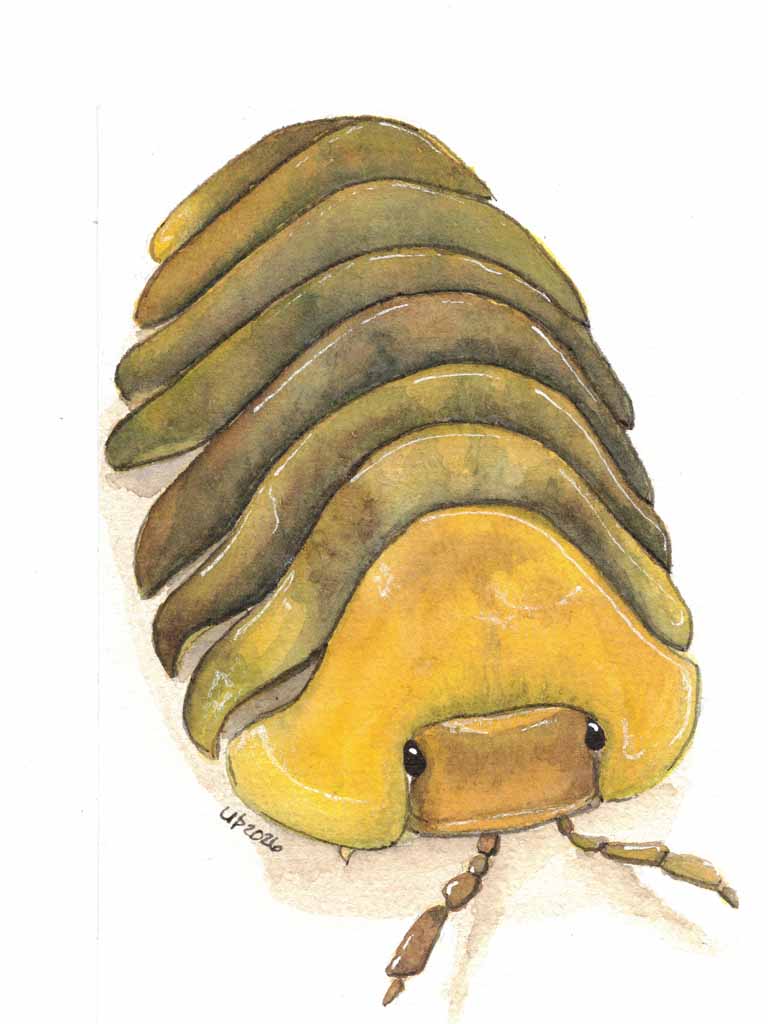 Rubber Ducky Isopod, Original watercolor (8x10 print)