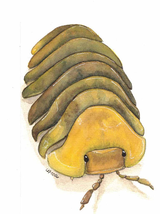 Rubber Ducky Isopod, Original watercolor (8x10 print)