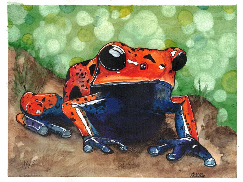 Strawberry Poison Dart Frog Original watercolor (8x10 Print)