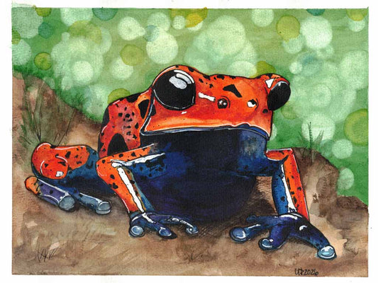 Strawberry Poison Dart Frog Original watercolor (8x10 Print)
