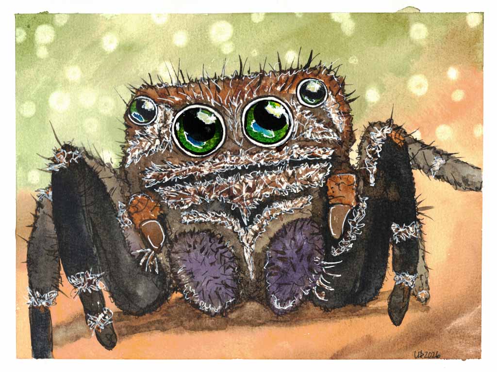 Vampire Jumping Spider Original Watercolor, (8x10 Print)