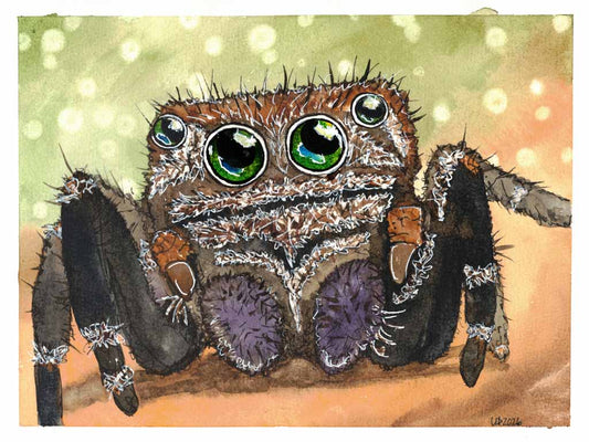 Vampire Jumping Spider Original Watercolor, (8x10 Print)