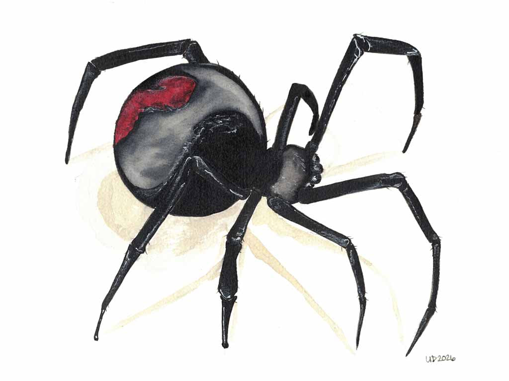 Black Widow Spider Original Watercolor, (8x10 Print)