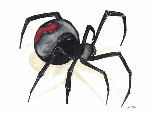 Black Widow Spider Original Watercolor, (8x10 Print)